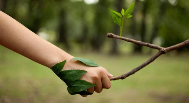 Audiencia publica del anteproyecto de Ley por la que se regula el marco de información corporativa sobre cuestiones medioambientales, sociales y de gobernanza. Imagen de mano cogiendo una rama de árbol